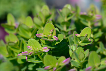 Myrtle-leaf milkwort