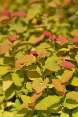 Japanese Spirea Double Play Big Bang