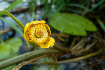 Grążel żółty, bączywie, Nuphar lutea