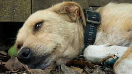 A portrait of a tired mixed breed dog lying on the ground.
