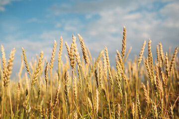 Close up of ripe wheat ears. Selective focus