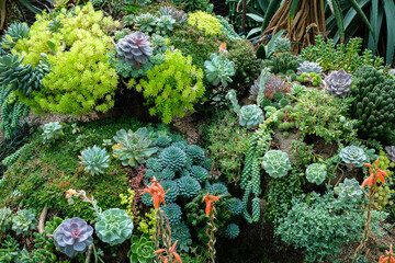 Succulent plants  background in Flower Dome, Singapore.