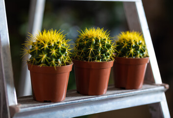 Yellow cactuses in the showcase