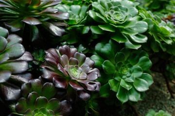 Aeonium 'Plum Purdy' is a succulent shrub, up to 3 feet (90 cm) tall, with stunning rosettes of glossy, spathulate leaves with fine ciliate margins.