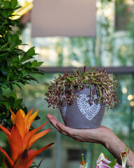 Beautiful House plant on the hand