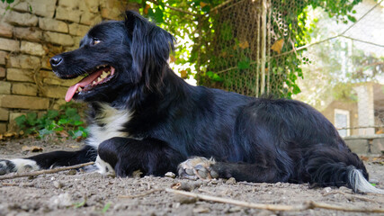 Mixed breed black and white dog.