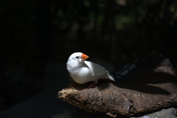 White bird