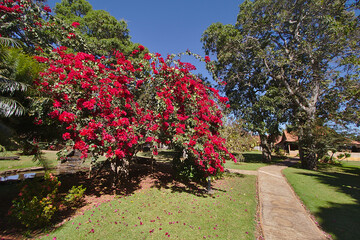 Bougainville - Brazilian Red Flower
This beautiful red flower is very common in Brazilian Savanna.