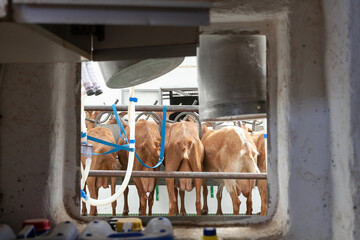 Sala de ordeño donde hay una serie de cabras en fila esperando ser ordeñadas de manera mecánica. Algunas lecheras esperan para ser llenadas,
