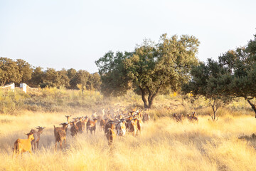 Cabras andando por la cañada real soriana en extremadura en pleno verano con el pasto amarillo y...
