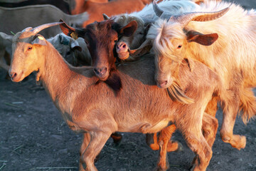 Tres machos cabríos intentan montar a una cabra hembra - obrazy, fototapety, plakaty