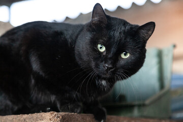 Retrato en primer plano de un gato negro con los ojos claros