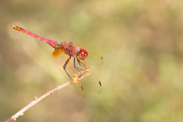 Trithemis annulata, commonly known as the violet dropwing, violet-marked darter, dragonfly waiting for its prey, Barcelona, Spain.
