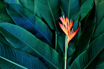 colorful flower on dark tropical foliage nature background.