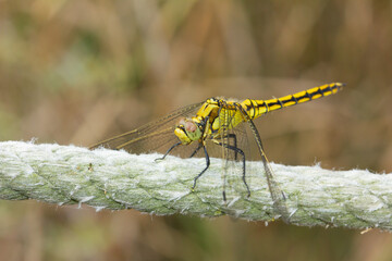 Orcethrum cancelatum, Yellow dragonfly inn resting from the heat, Barcelona, Spain