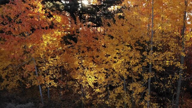 Aerial Drone Footage of Beautiful Fall Aspen Trees along Thomas Creek.  Thomas Creek is a Popular Hiking Trail near Reno, Nevada on Mt. Rose in the Sierras.  In Autumn the Trees Turn Gold and Orange.