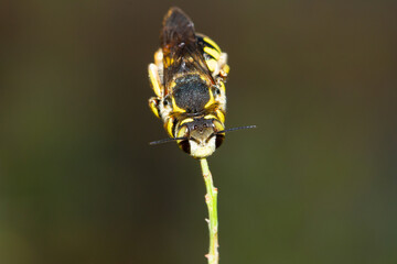 Yellow and black bee hooked with the mouth to spend the night, Barcelona, Spain.