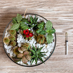 Terrarium plant with a watering needle from above