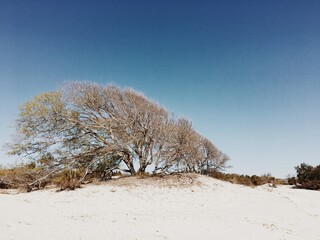 lonely tree in the snow, in the sand, unique shape tree, beach, sand dunes, Cumberland Island, Georgia