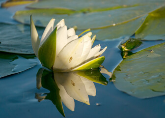 white water lilies in the lake, reflections in the water, summer time by the water © ANDA