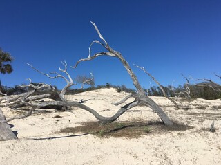 dead tree on the beach, driftwood, Cumberland Island, Georgia