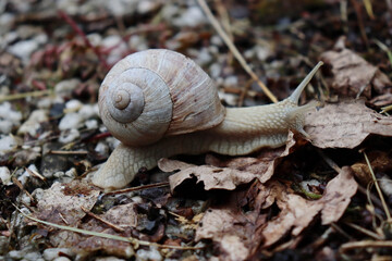 Roman snail (Helix pomatia) with white shell on dry leaves