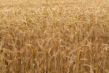 golden corn on a field farm plantation  country panorama