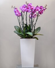 Naklejka na ściany i meble Purple Moth orchids, Phalaenopsis in the white pot
