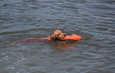 A Spaniel dog swims in the river and catches a toy. Dog games in the water in the fresh air in...