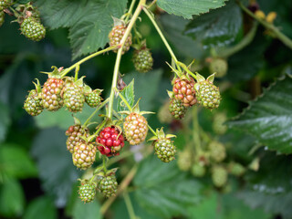 Not ripe / unripe blackberries growing on the vine