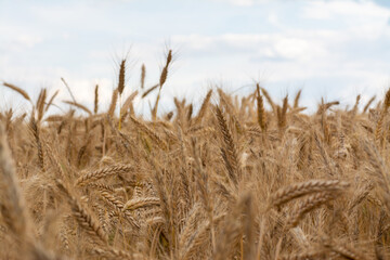 Fototapeta na wymiar golden corn on a field farm plantation country panorama