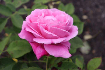 closeup of beautiful pink rose