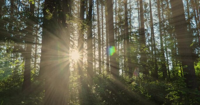 Green Forest. Pine Trees Fairy Forest. Trees pattern. Camera movement inside the forest. Wonderful green forest in summer. Sunset over the lake. Camera movement to the right, time lapse 4k. Hyperlapse
