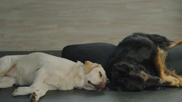 Two tired dogs lie on the floor. High quality 4k footage