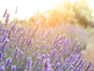 Mountain lavender on sunset, Hvari sland in Croatia