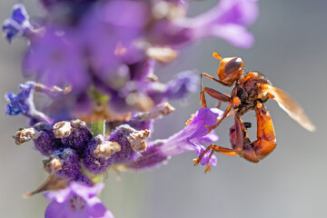 Breitstirnblasenkopffliege