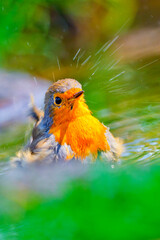 Robin, Erithacus rubecola, Forest Pond, Mediterranean Forest, Castile and Leon, Spain, Europe
