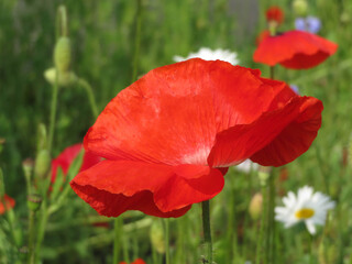 closeup of red poppy in the field