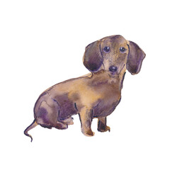 Obraz premium Hand painted watercolor illustration: Dachshund dog breed. Sketch