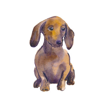 Hand painted watercolor illustration: Dachshund dog breed. Sketch