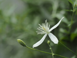 夏に咲く白い仙人草