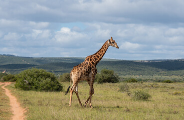 Wild lebende Giraffe in Südafrika