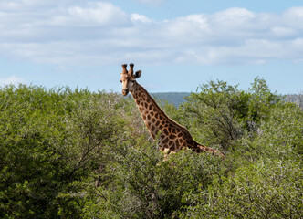 Wild lebende Giraffe in Südafrika