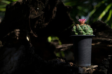 Cactus coryphantha elephantidens species are popular among collectors.