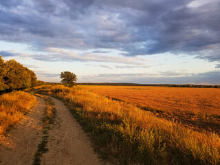 wheat field at sunset. there are clouds in the sky, a field in the rays of the setting sun is burning like a fire
