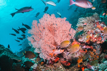 Coral reef formations in clear blue water, surrounded by small tropical fish