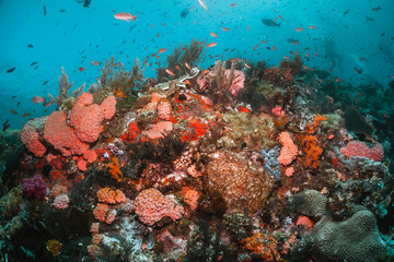 Obraz na płótnie Canvas Scuba divers swimming over colorful coral reef formations surrounded by small tropical fish