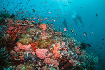 Scuba divers swimming over colorful coral reef formations surrounded by small tropical fish