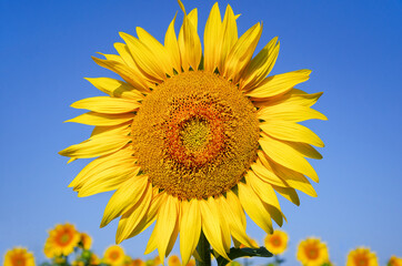 Sunflower natural background. Sunflower blooming.