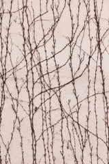 Dry trunks and branches of plants are no leaves on the old stone wall paint strict picturesque creative ornament. Background for your concept or project. Landscape style. Great background or texture.